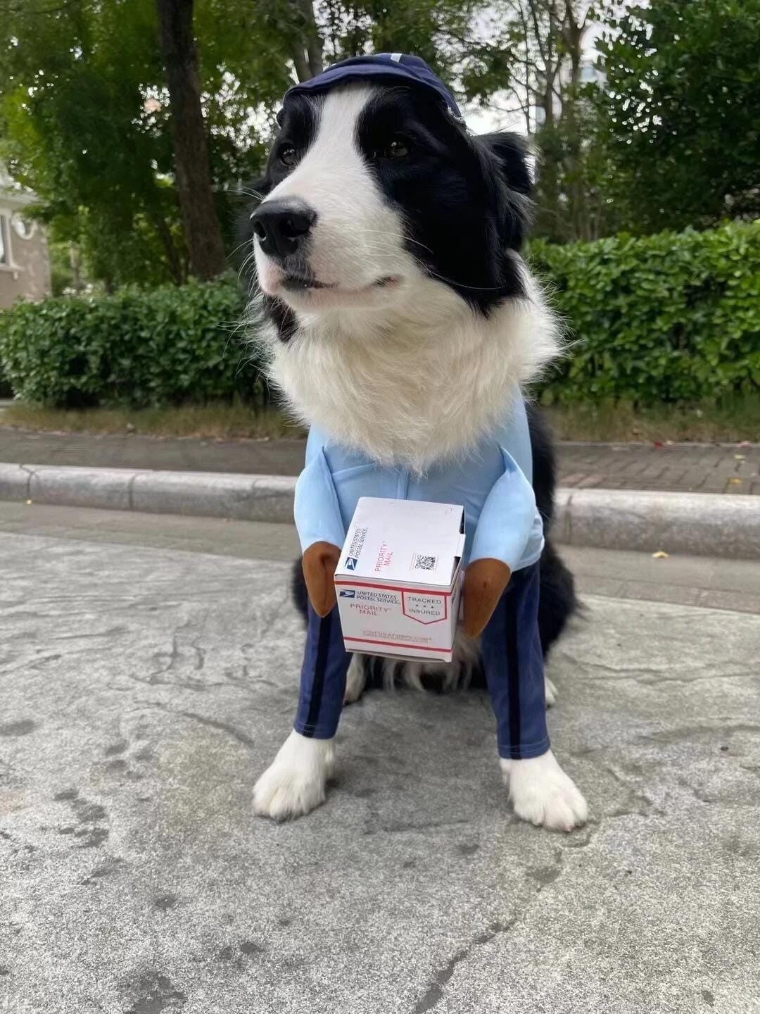 Customer photo review of Dog Mail Carrier Costume USPS