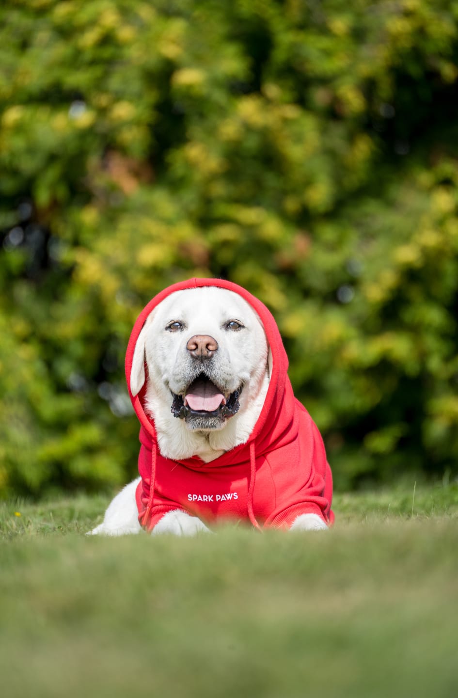 Customer photo review of Essential Dog Hoodie - Crimson Red