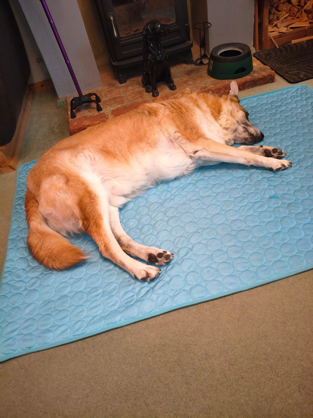 Customer photo review of The Ultimate Cooling Pet Mat