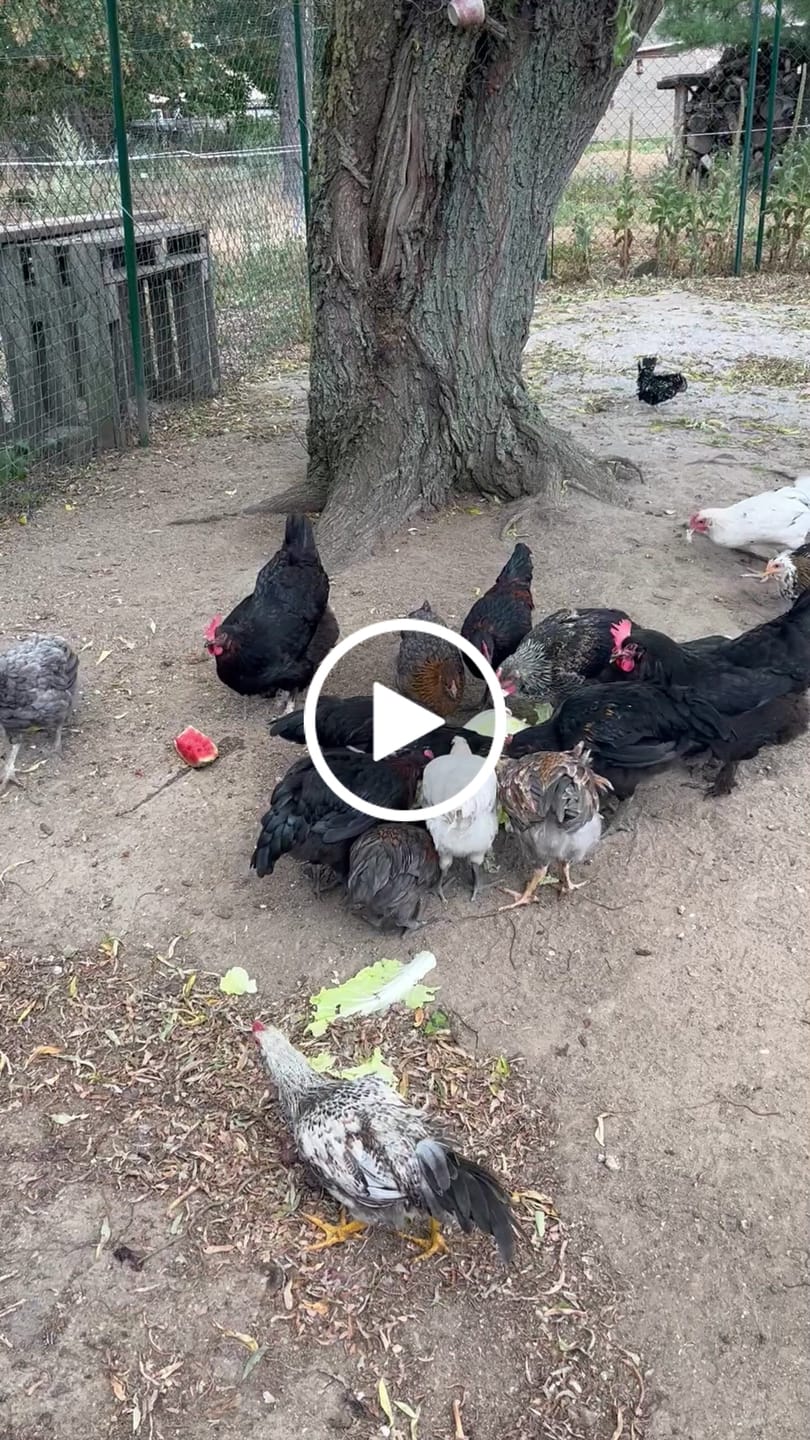 Customer video review of JR FARM Dottergelb-Maker 100 g – Für kräftig gelben Eidotter und starke Eierschalen