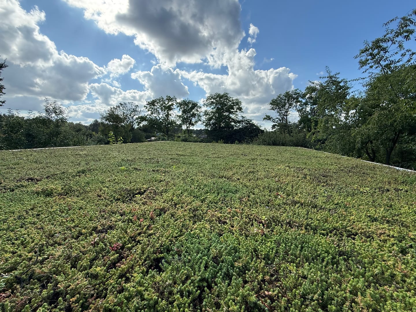 Customer photo review of Sedum-Mix Sedummatten