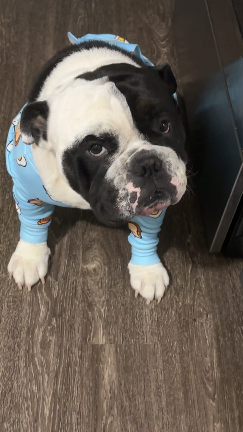 Customer photo review of Dog Surgical Suit