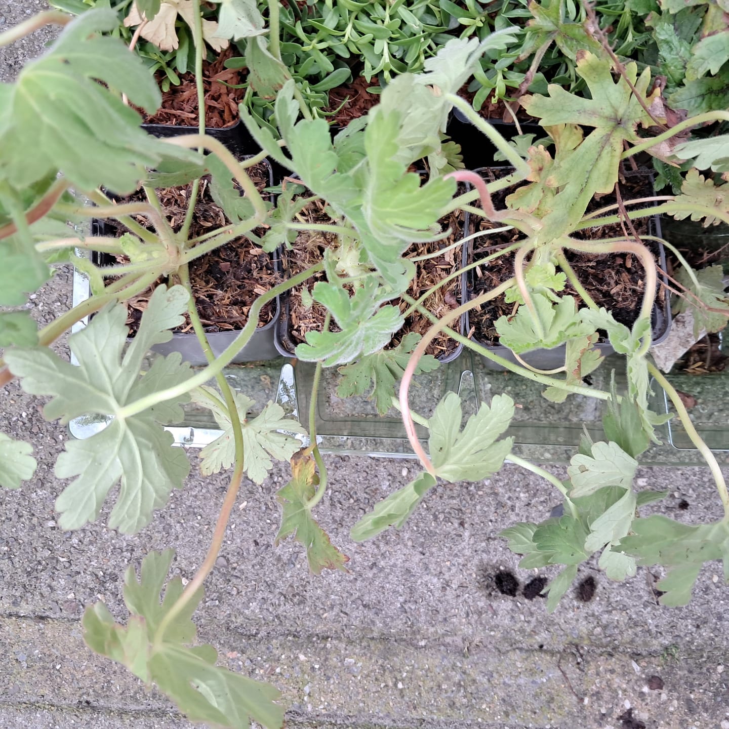 Customer photo review of Biologisch Ooievaarsbek - Geranium macrorrhizum