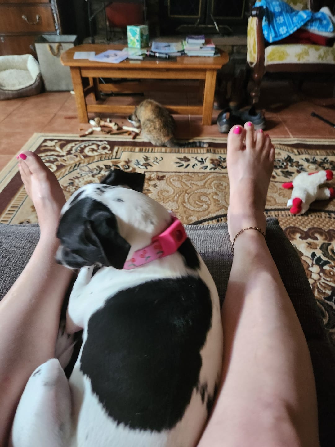 Customer photo review of FurLife™ 12 Months Flea and Tick Free