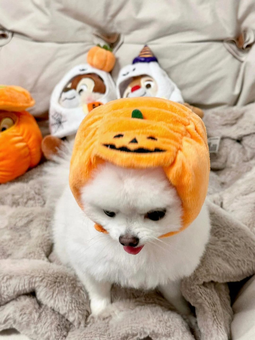 Customer photo review of Halloween Pumpkin Hats Costume