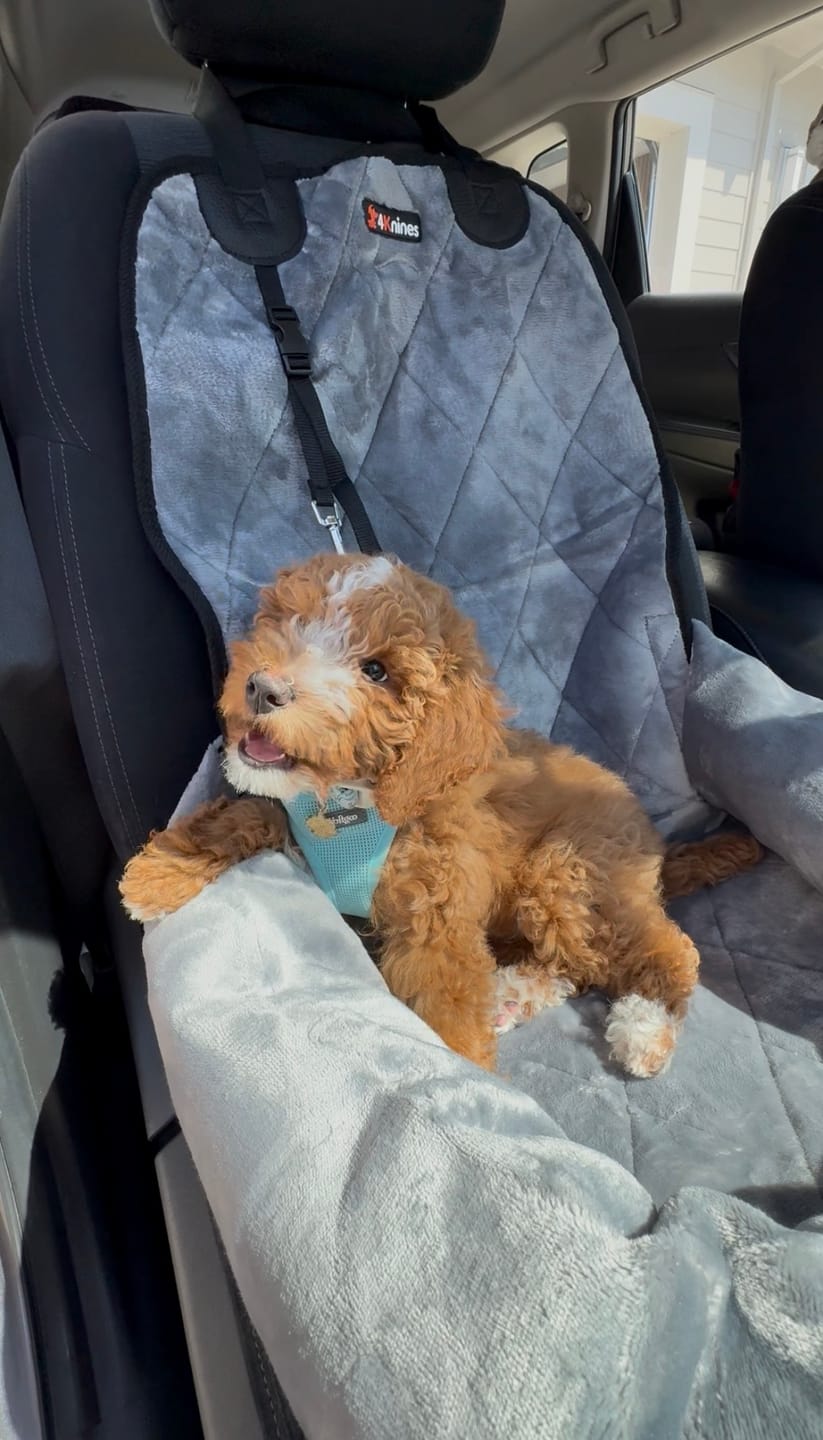 Customer photo review of Dog Car Seat – Plush Travel Dog Bed for Small and Medium Dogs