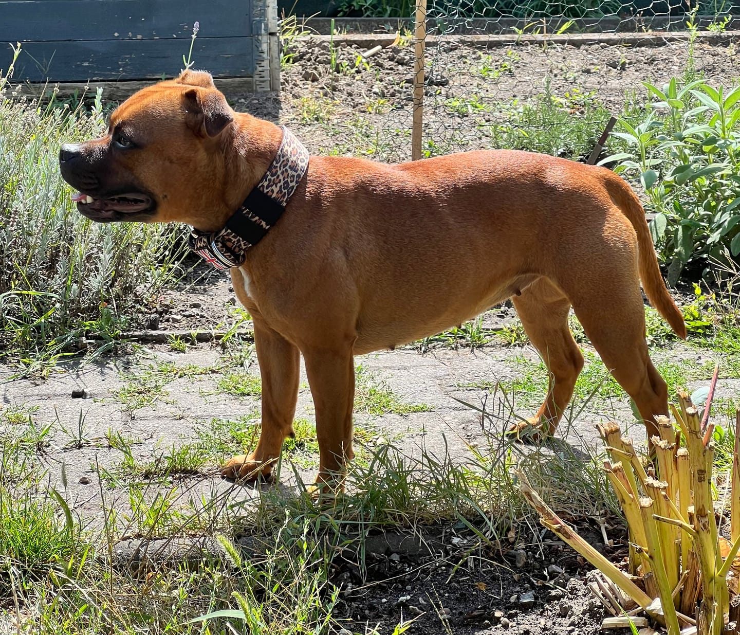 Customer photo review of Staffordshire Bull Terrier 1935® Nylon Collar - Leopard