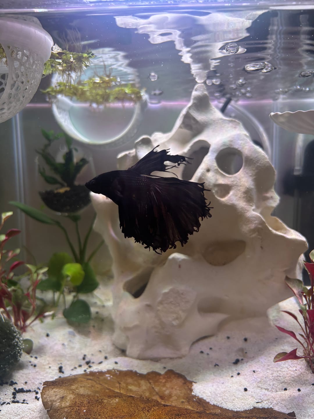 Customer photo review of Super Black Halfmoon Male Betta Fish