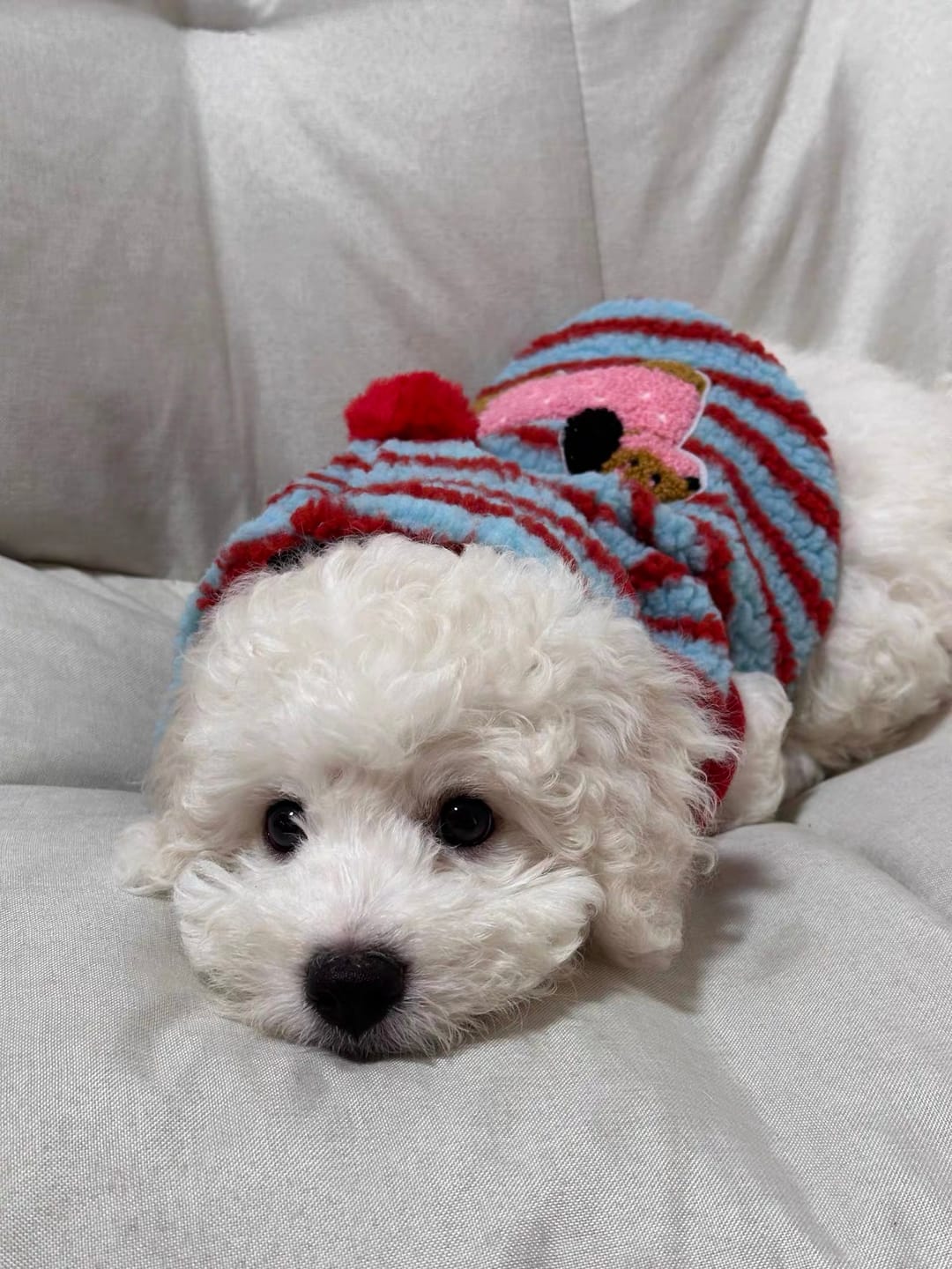 Customer photo review of Fleece Striped Dachshund Dog Cat Harness Hoodie – Warm, stylish, and functional all in one.