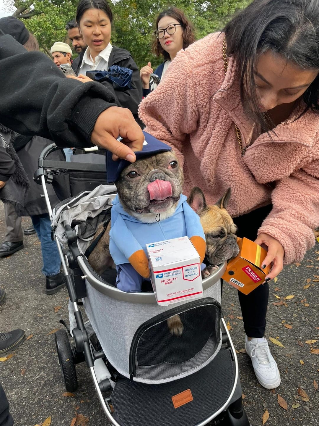 Customer photo review of Dog Mail Carrier Costume USPS
