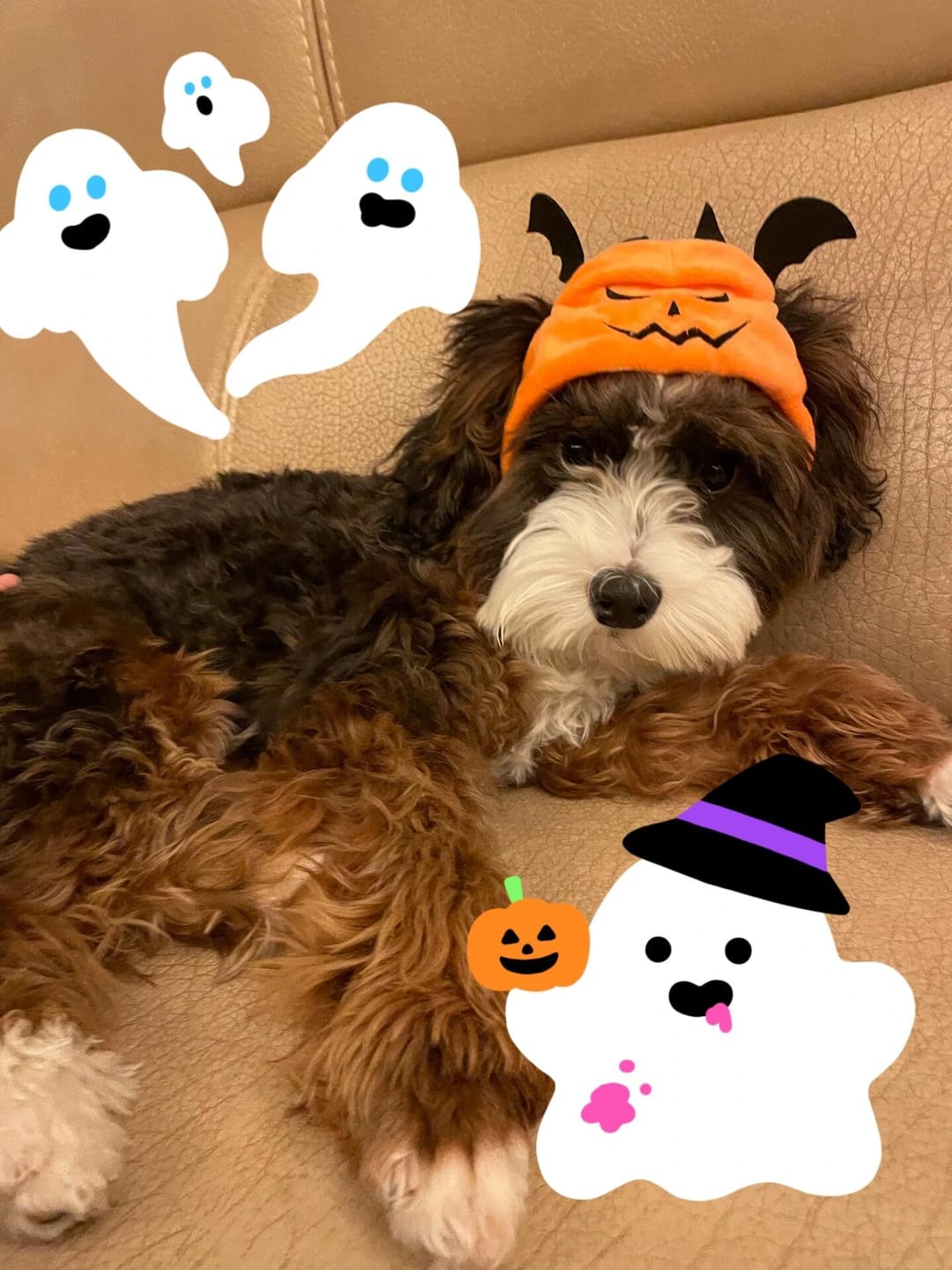 Customer photo review of Halloween Costumes - 1Pcs Adjustable Orange Pumpkin Hat Pet