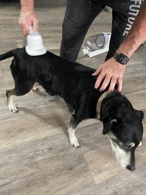 Customer photo review of Dog Grooming Vacuum Kit