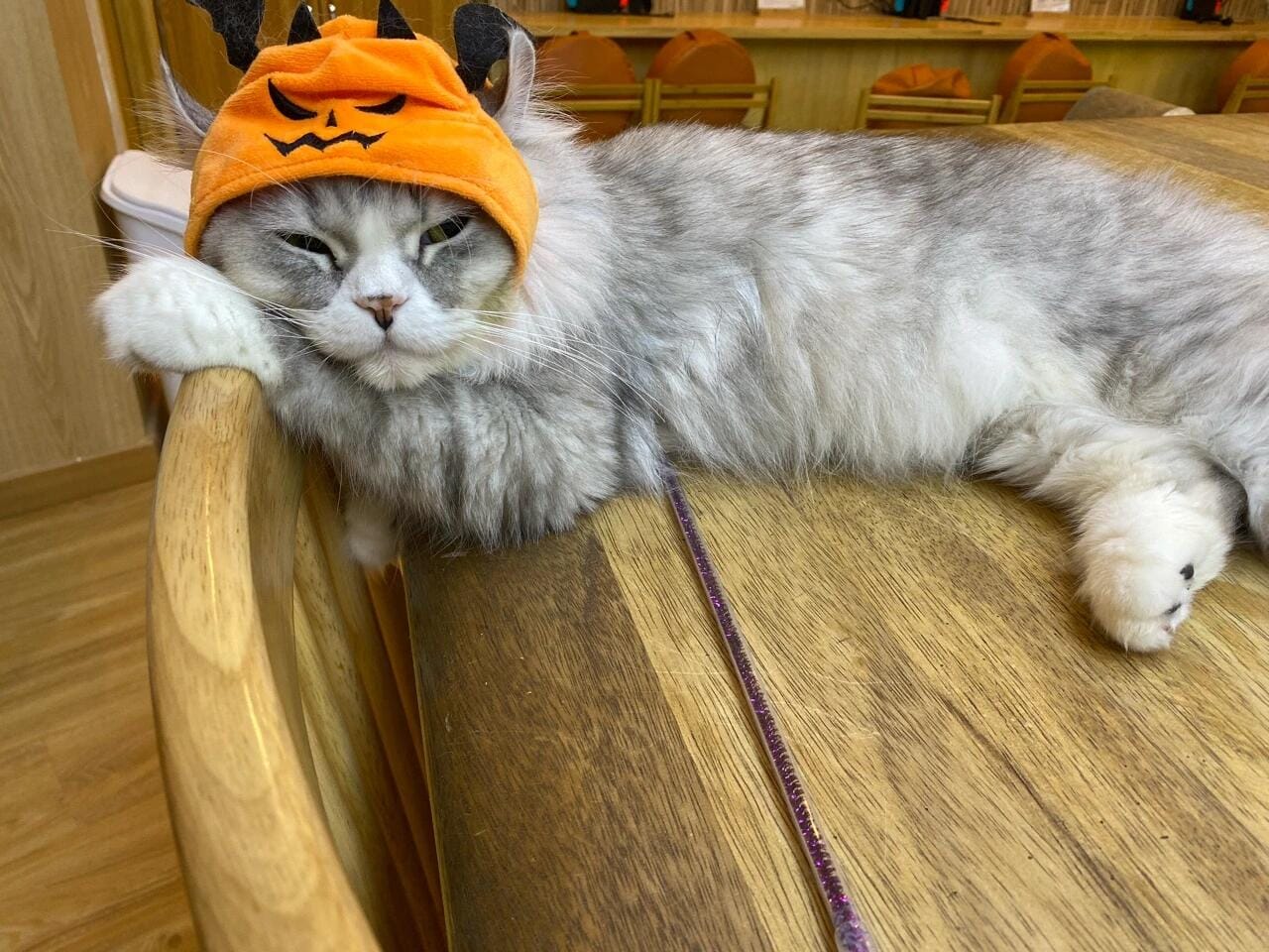 Customer photo review of Halloween Costumes - 1Pcs Adjustable Orange Pumpkin Hat Pet