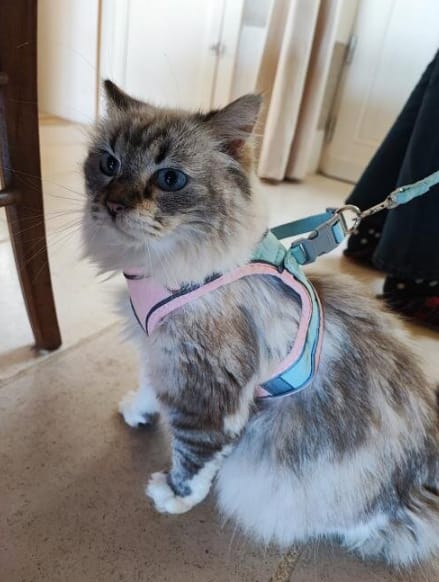Customer photo review of Escape-Proof Cat Harness + Leash — Reflective Vest