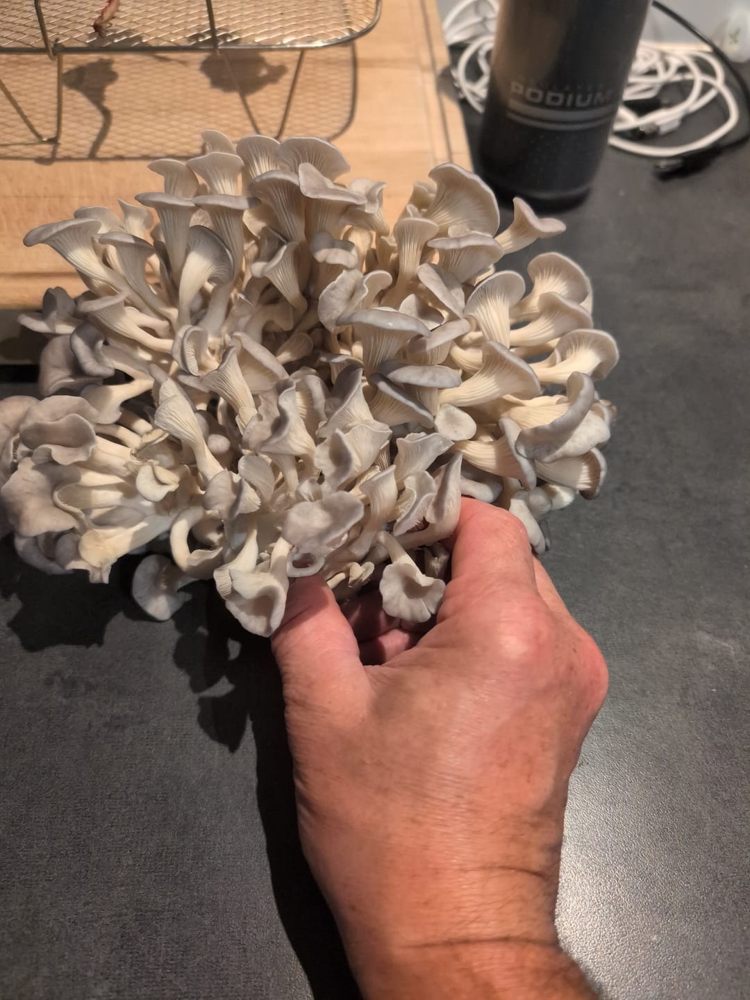 Customer photo review of Mushroom Grow Kits