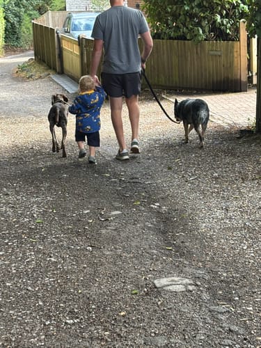 Reviewer's Custom name patch attached to a dog harness while walking two dogs on a gravel path