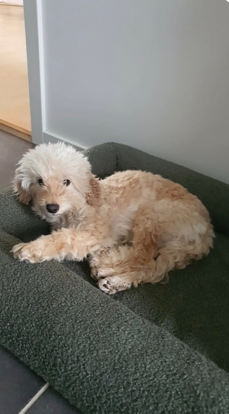 Customer photo review of Staey - Karla Ortopædisk Hundeseng, Moss Bouclé