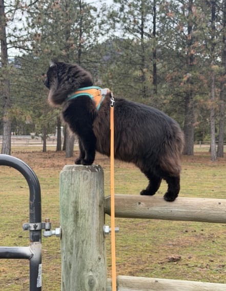 Customer photo review of Escape-Proof Cat Harness + Leash — Reflective Vest