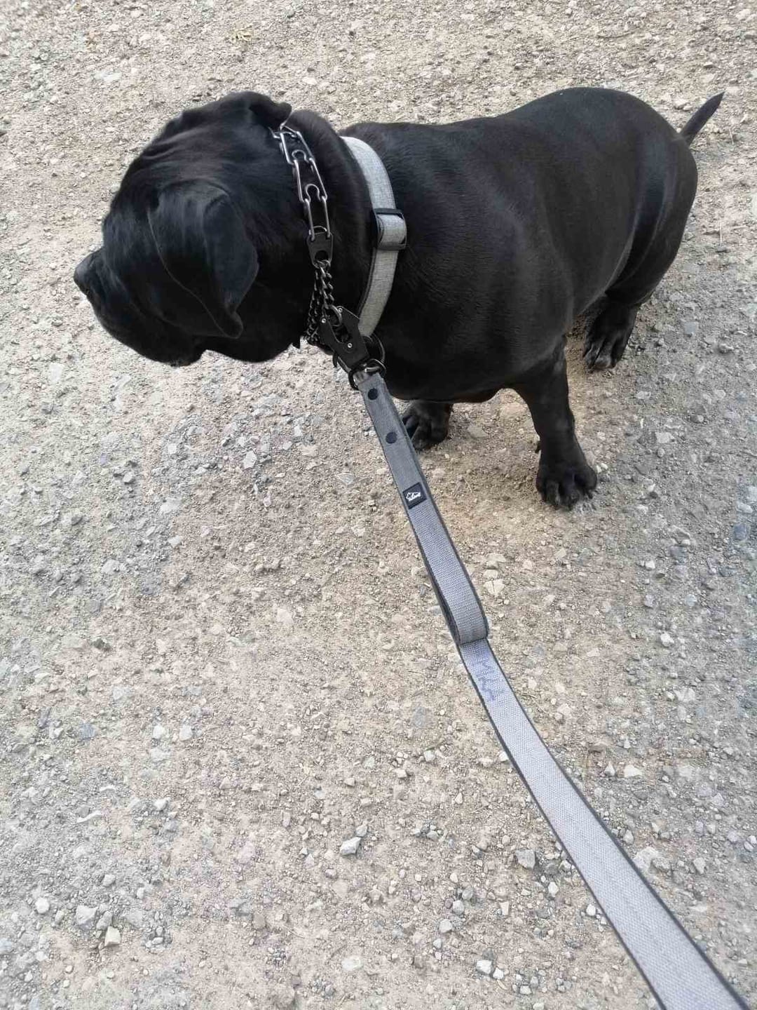 Customer photo review of Smycz dla psa z imieniem - Personal Leash