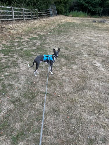 Customer photo review of Escape proof Harness (3 Strap)