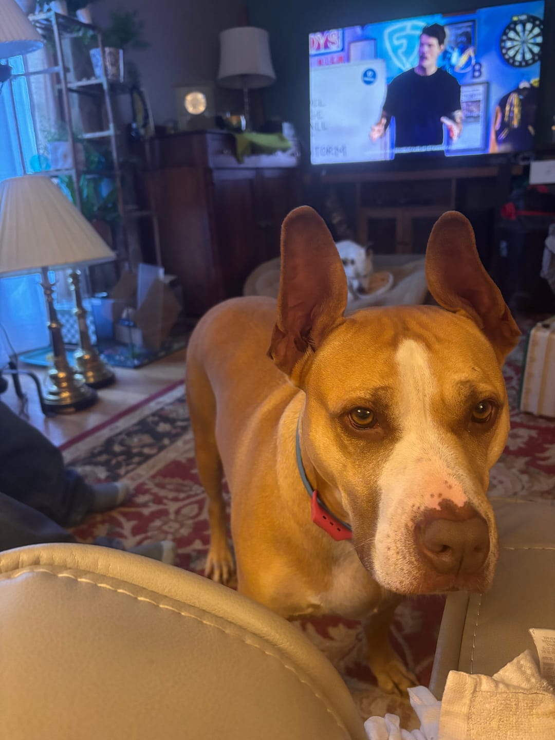 Customer photo review of FurLife™ - 8 Months All Natural Flea and Tick Collar for Dogs