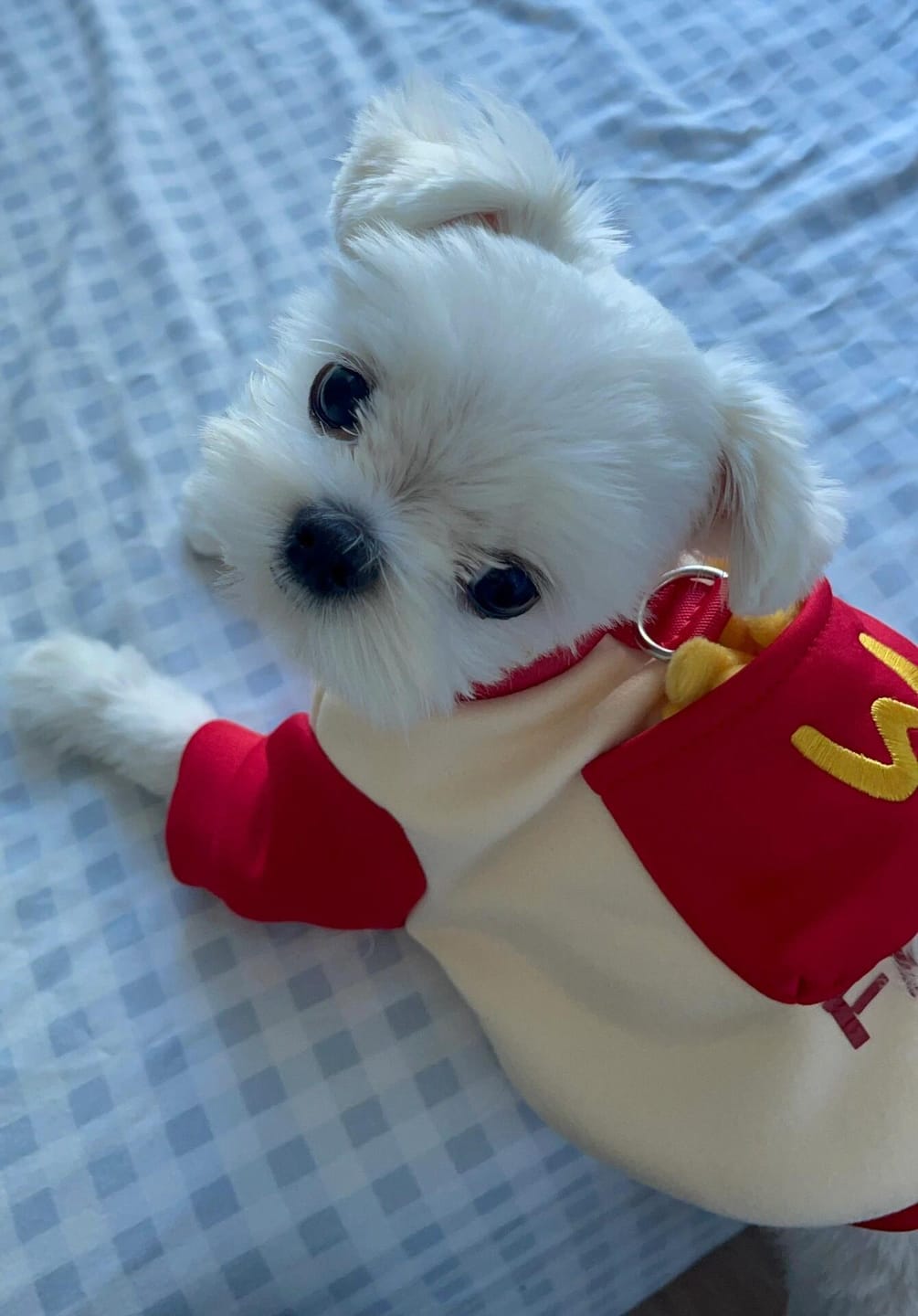Customer photo review of Pocket French Fries Hoodie Costume