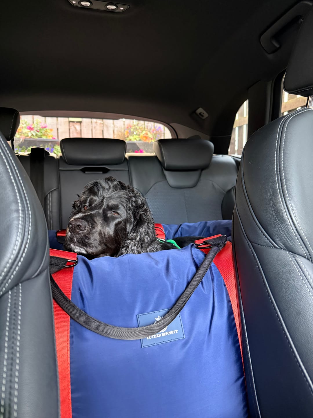 Customer photo review of Travel Dog Pod XL - Now With Isofix