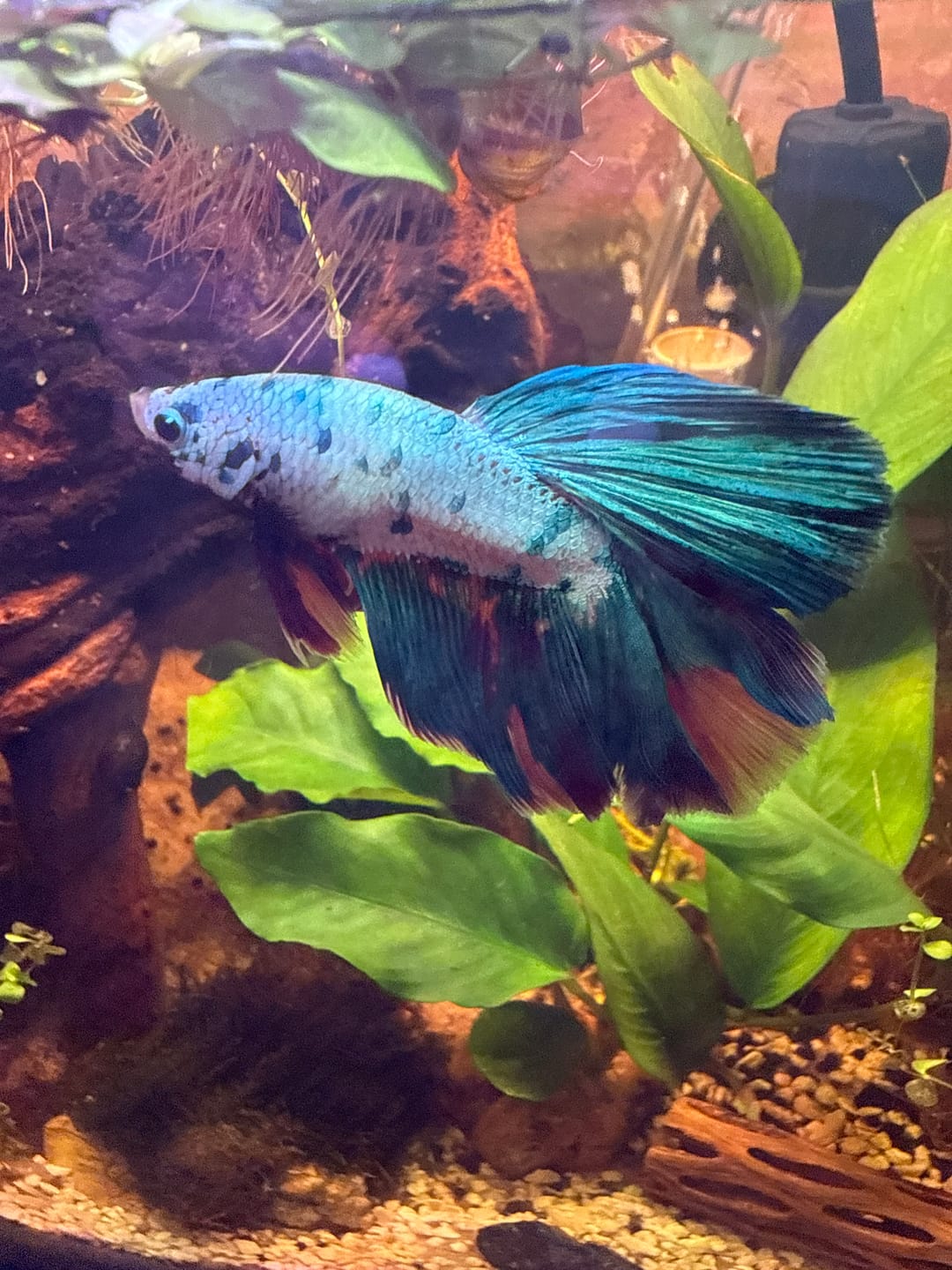 Customer photo review of Multicolor Halfmoon Male Betta Fish | High Grade | Order Directly From Farm |  You Pick Fish |