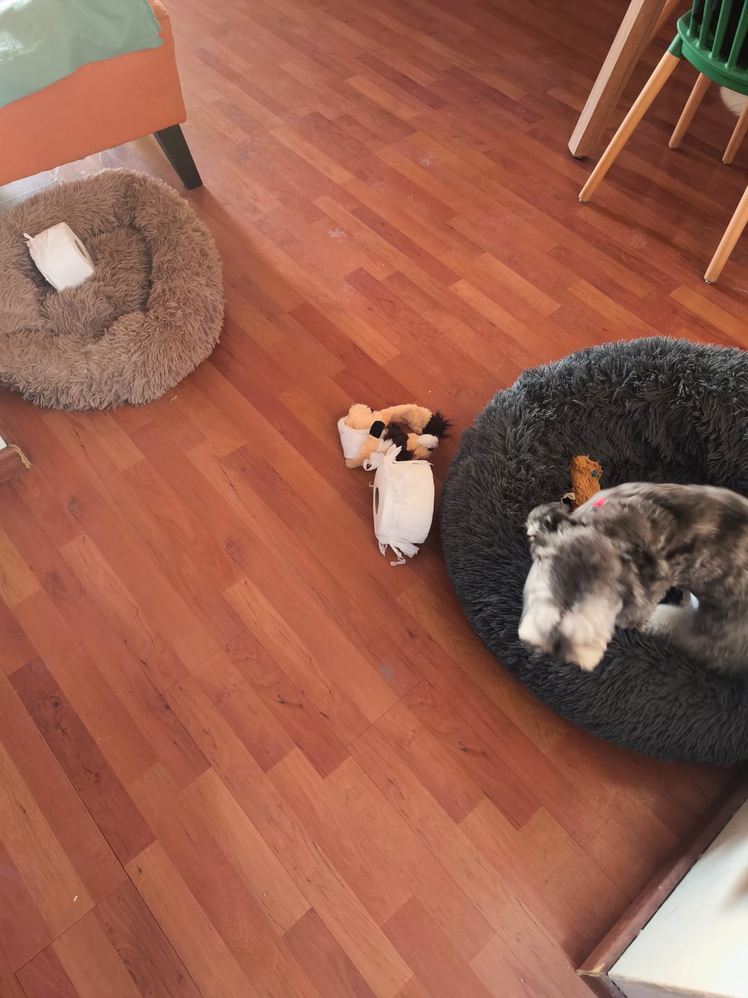 Customer photo review of Pack de Calma Sin Relleno THE DOGS