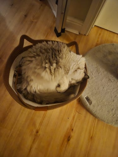 Customer's fluffy cat curled up inside the tan woven Instinct Basket on a wooden floor.