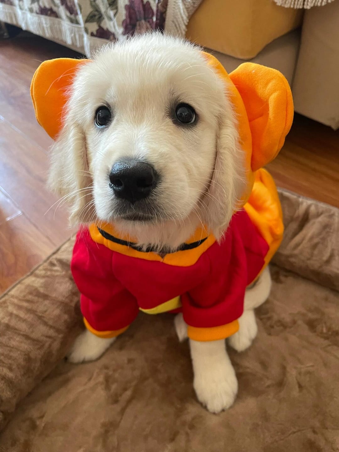 Customer photo review of Pet Sweatshirt Warm Fleece Cosplay Hoodies