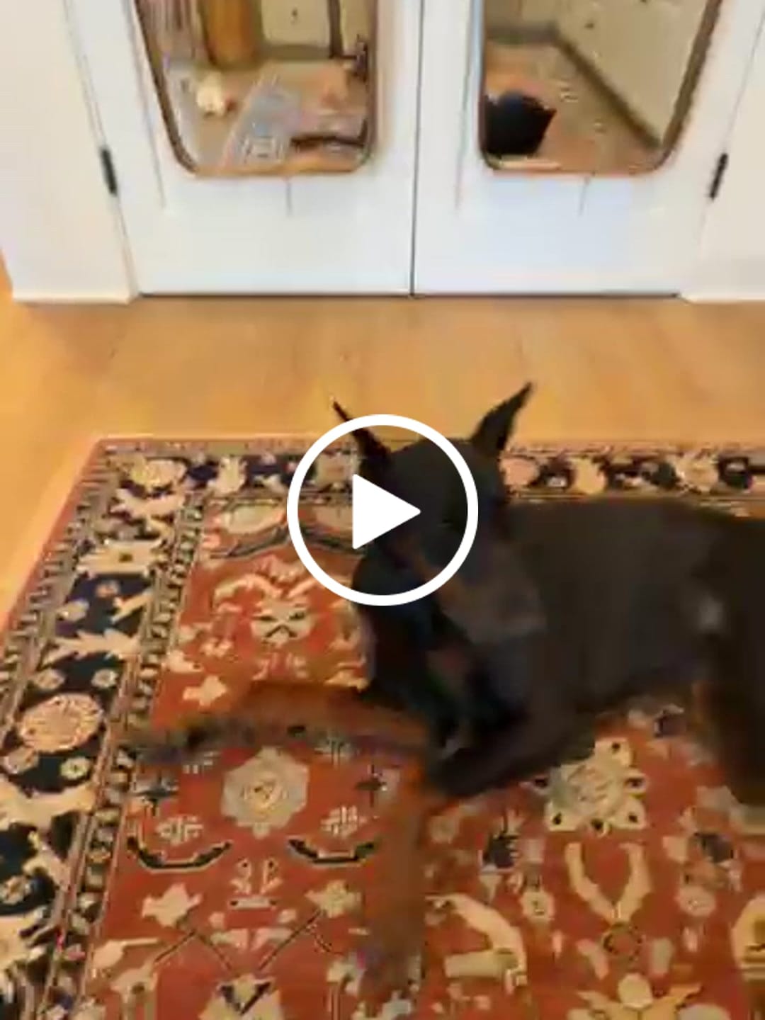 Customer video review of HealthyMouth® Water Additive For Dogs (Clinically Proven, VOHC Accepted)