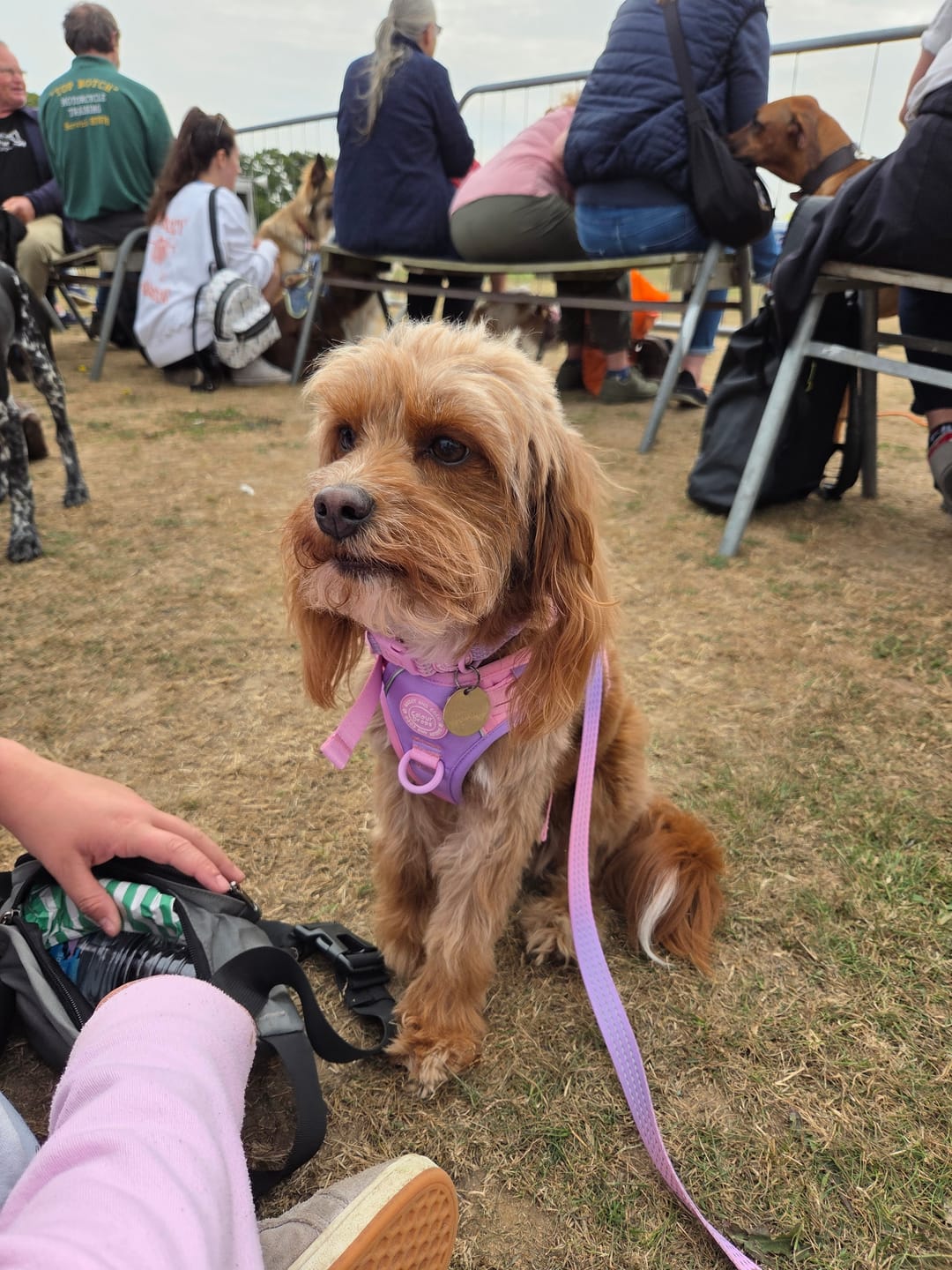 Customer photo review of Trail & Glow Dog Harness - COLOUR DROPS® - Love that for you