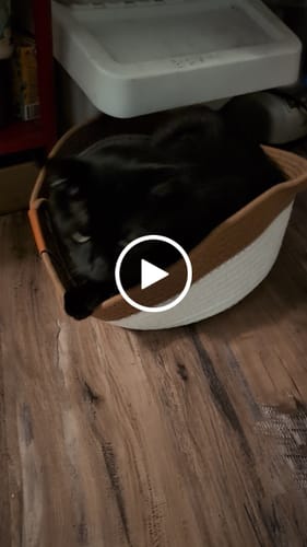 Customer video review of Instinct Basket | Meet the first research-backed natural territory for indoor cats