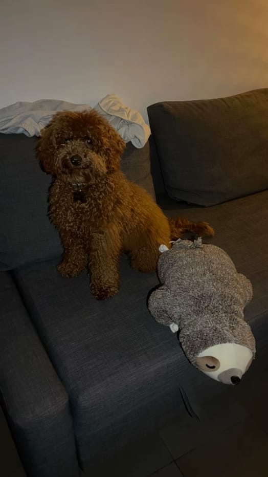 Customer photo review of The Littermate — Heartbeat & Warmth Puppy Sleep Toy