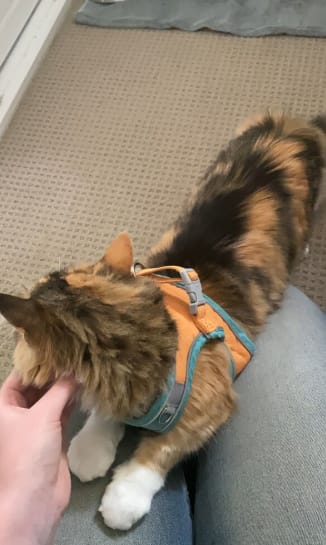 Customer photo review of Escape-Proof Cat Harness + Leash — Reflective Vest