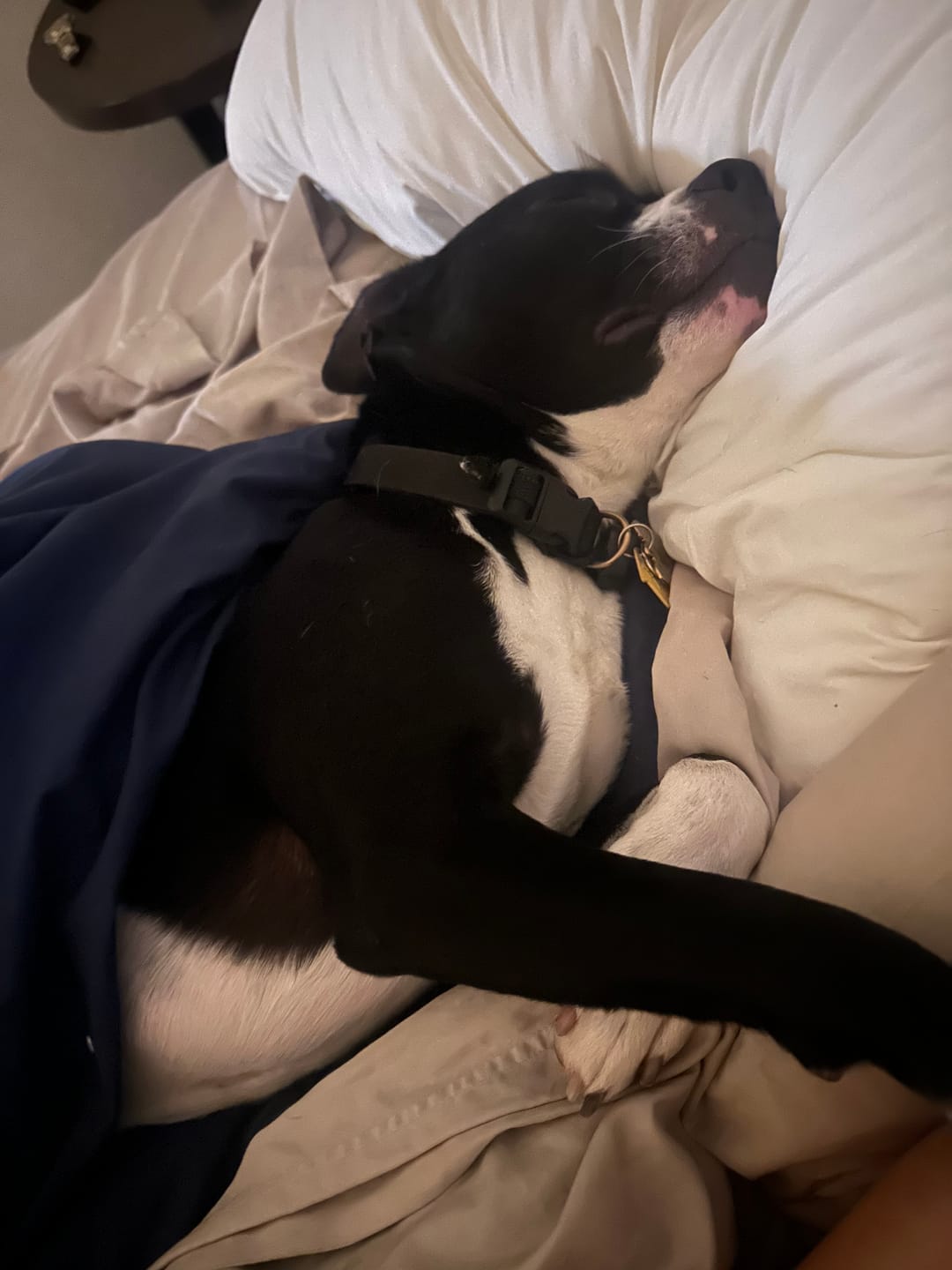Customer photo review of Cooling Pillowcases (2-Pack)
