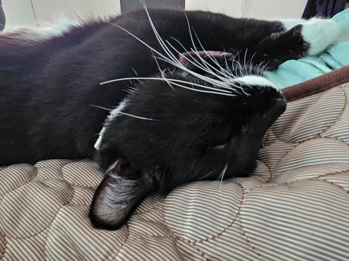 Customer photo review of The Ultimate Cooling Pet Mat