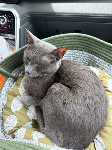 Customer's grey cat sleeping in an Instinct Basket with a hedgehog patterned cushion inside a car.