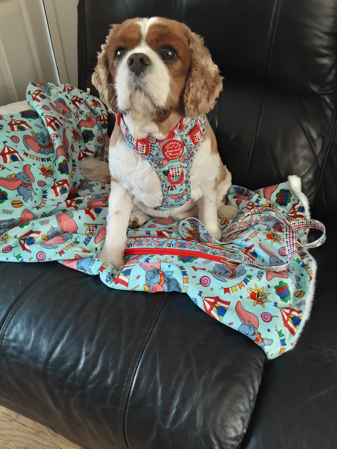 Customer photo review of Disney© Tough Trails™ Harness - Dumbo