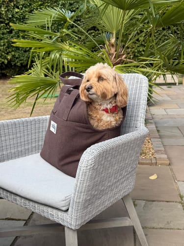 Customer's brown Bouclé Carrier containing a small dog, sitting on an outdoor wicker chair.