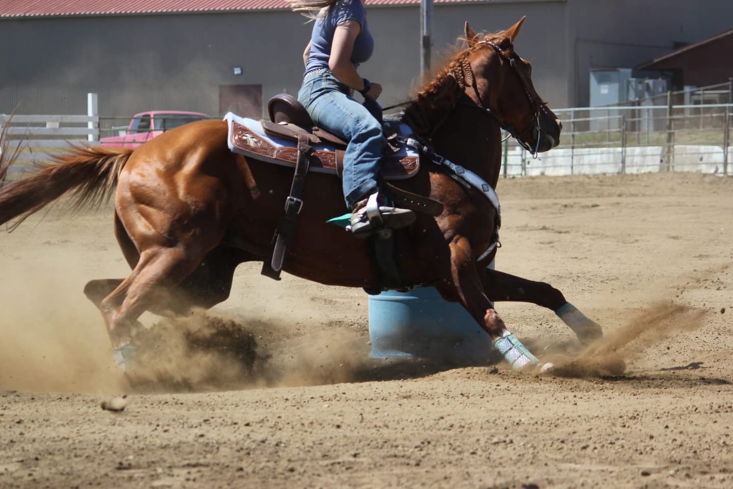 Customer photo review of OptiWize Collagen +Plus Horse Joint Supplement