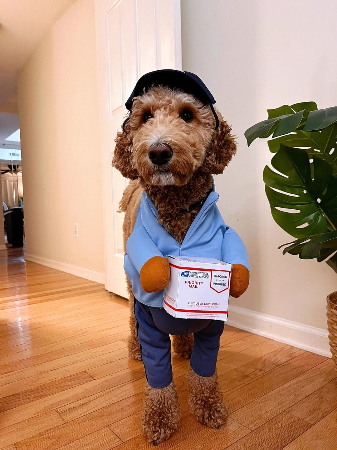 Customer photo review of Dog Mail Carrier Costume USPS