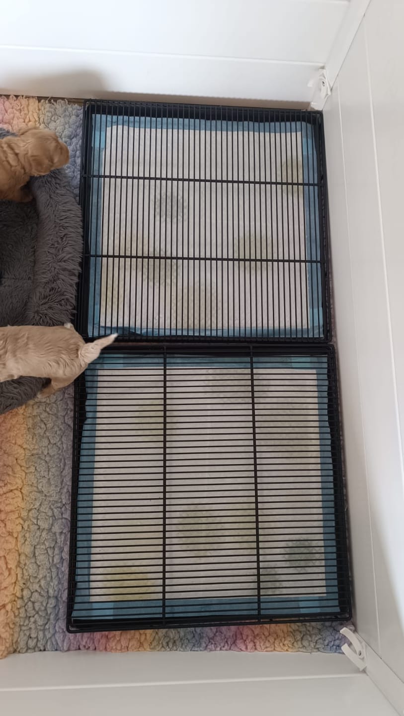 Customer photo review of Little Wolves Potty Tray 22" x 22"