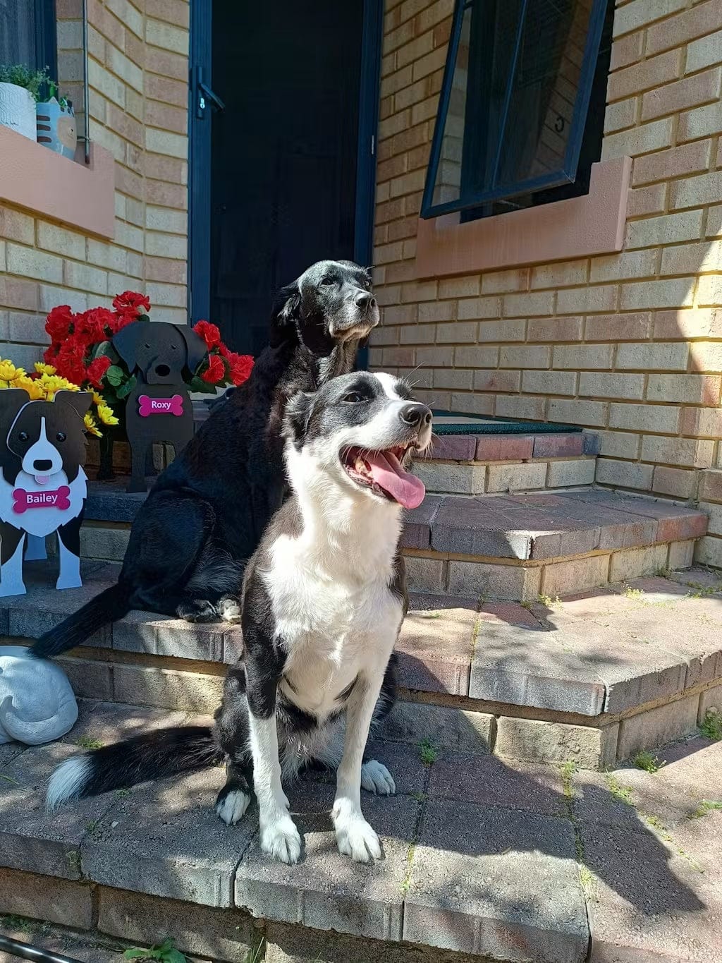 Customer photo review of Dog Planter - Border Collie