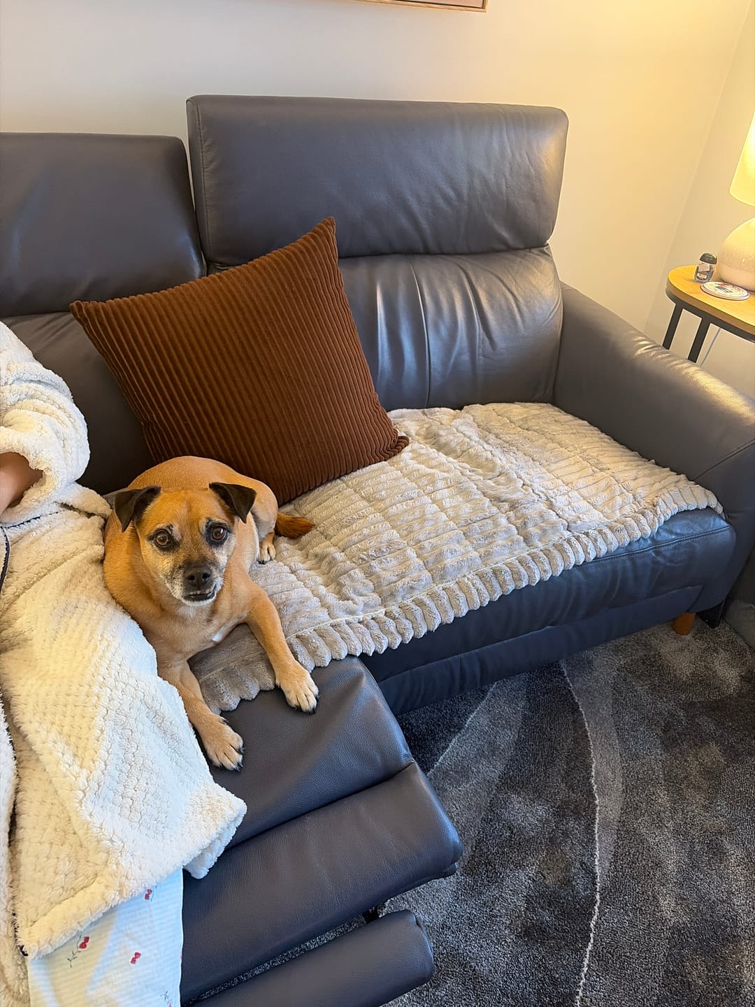 Customer photo review of CouchCloud - Couch Covers
