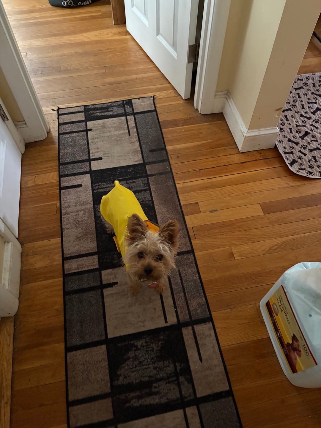 Customer photo review of Stick a Day Dogs | Chicken Flavor | Specially Formulated 7-in-1 Functions Daily Real Meat Snacks for Dogs | Healthy Tasty Treat & Pet Vitamins & Supplements Combination (Pack of 28 Sticks)