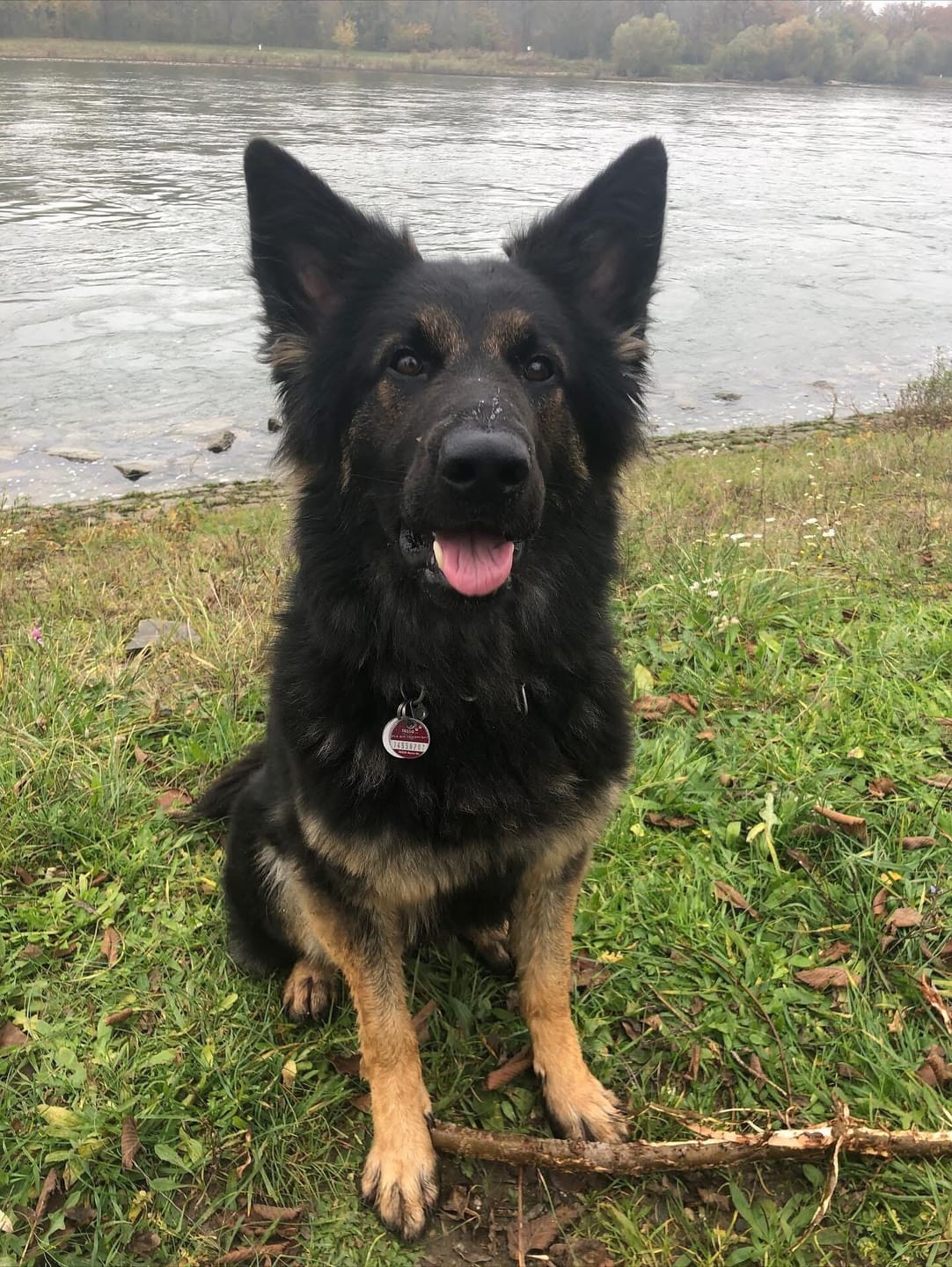 Customer photo review of Abwehr Kräuter für Hunde "SOLE LUNA"