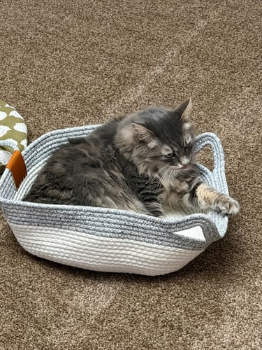 Customer's fluffy grey cat resting inside an Instinct Basket on a tan carpet.