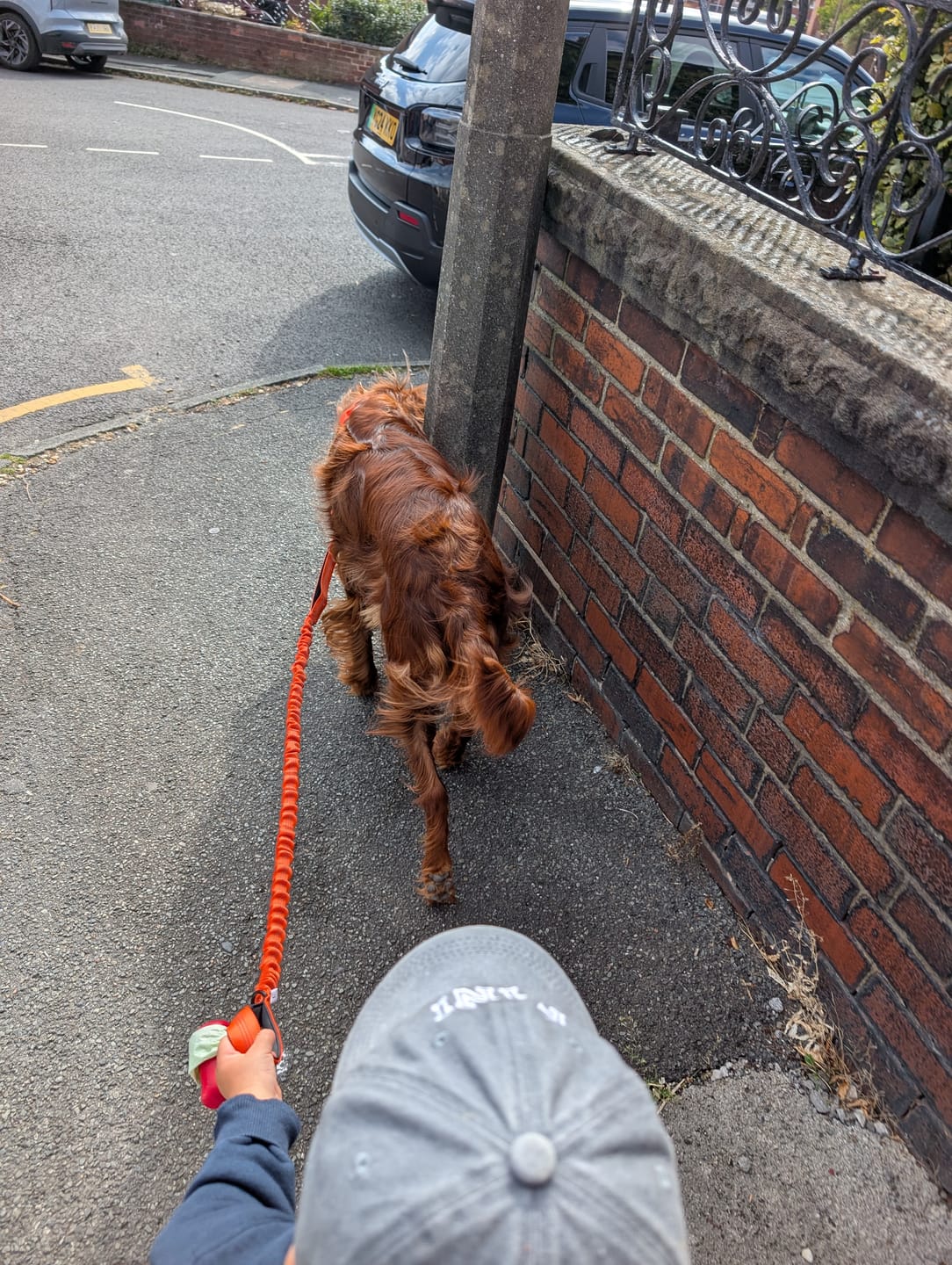 Customer photo review of ParoPet No Pull Dog Harness